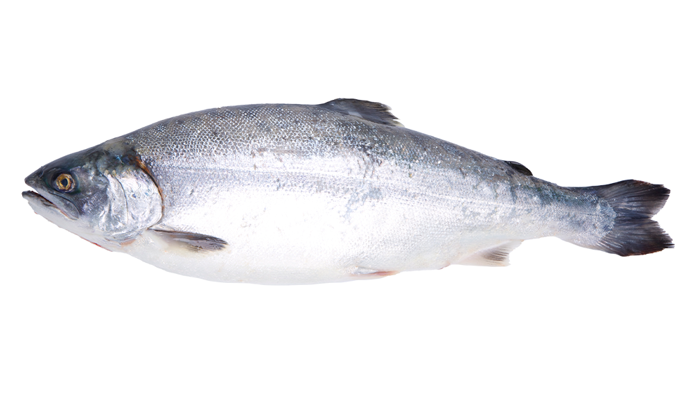 ぎんざけ の画像