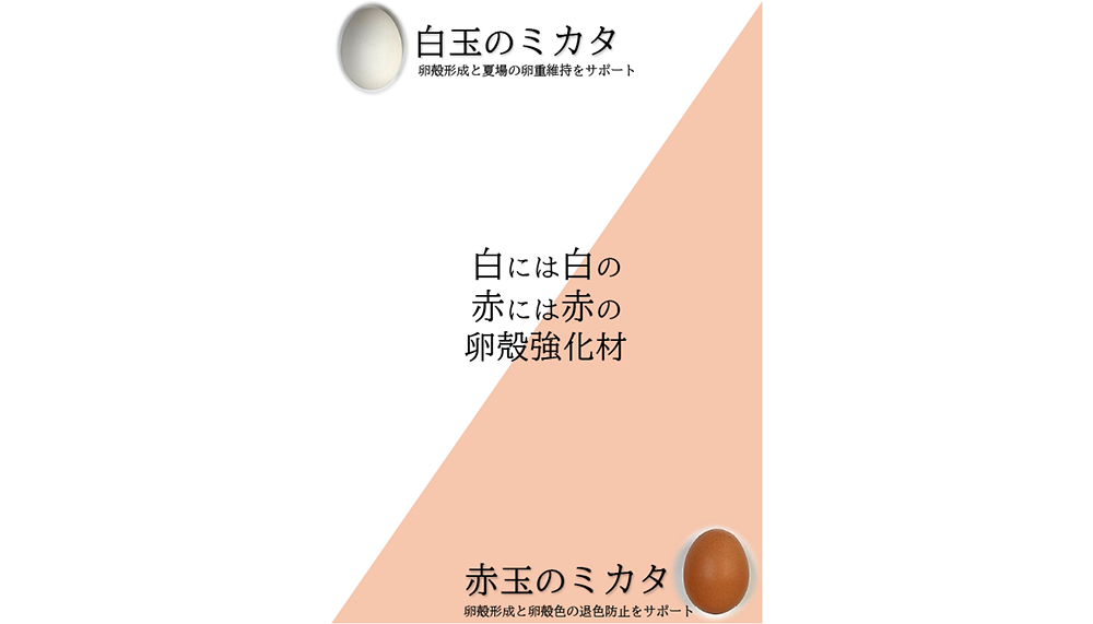 白玉のミカタ／赤玉のミカタの画像