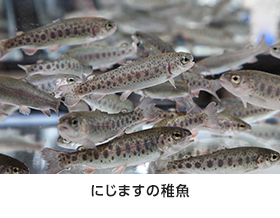 にじますの稚魚