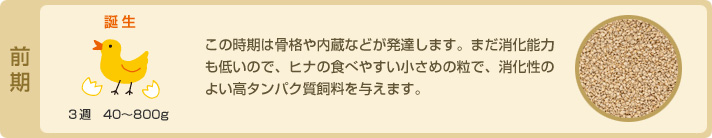 前期　誕生 3週 40～800g　この時期は骨格や内蔵などが発達します。まだ消化能力も低いので、ヒナの食べやすい小さめの粒で、消化性のよい高タンパク質飼料を与えます。