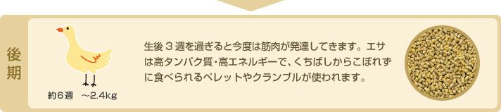 後期　約6週 ～2.4kg　生後3週を過ぎると今度は筋肉が発達してきます。エサは高タンパク質・高エネルギーで、くちばしからこぼれずに食べられるペレットやクランブルが使われます。