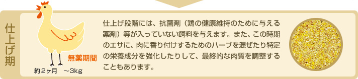 仕上げ期　無薬期間 約2ヶ月 ～3kg　仕上げ段階には、抗菌剤（鶏の健康維持のために与える薬剤）等が入っていない飼料を与えます。また、この時期のエサに、肉に香り付けするためのハーブを混ぜたり特定の栄養成分を強化したりして、最終的な肉質を調整することもあります。